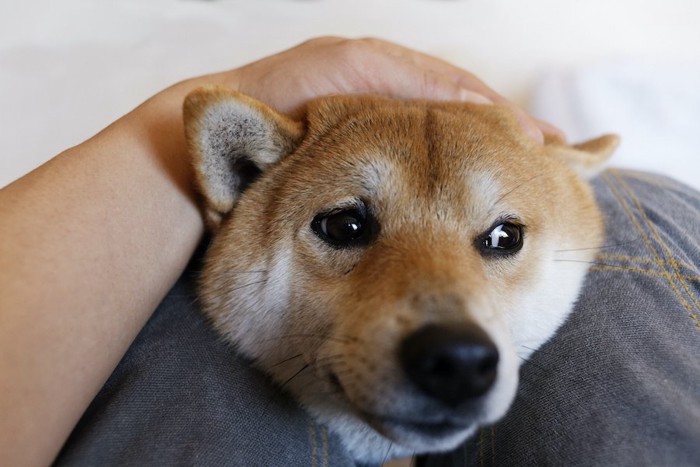 飼い主の膝に顔をのせてそっぽを向く柴犬