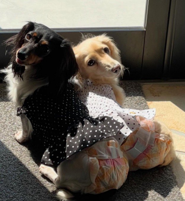 飼い主さんは必死に努力した