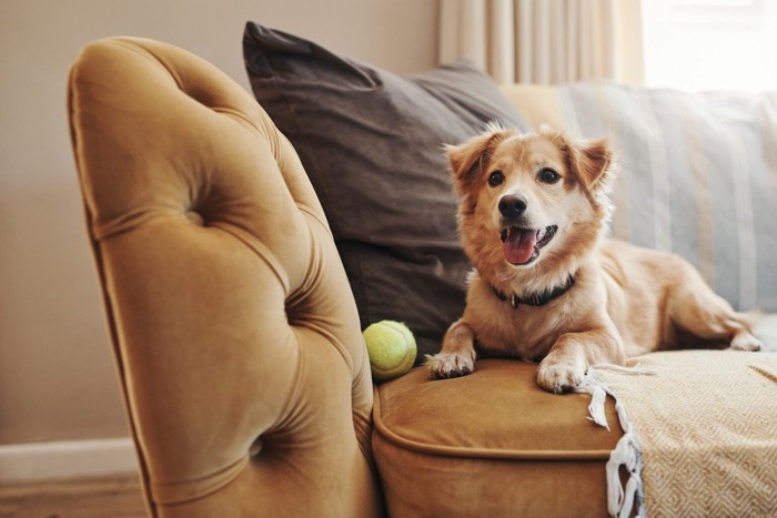 ソファの上の犬