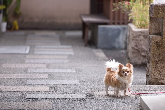 家に入ろうとするチワワ