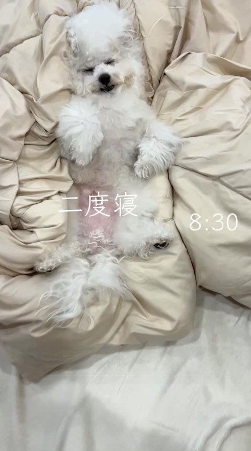 布団の上で腹を出して眠る犬