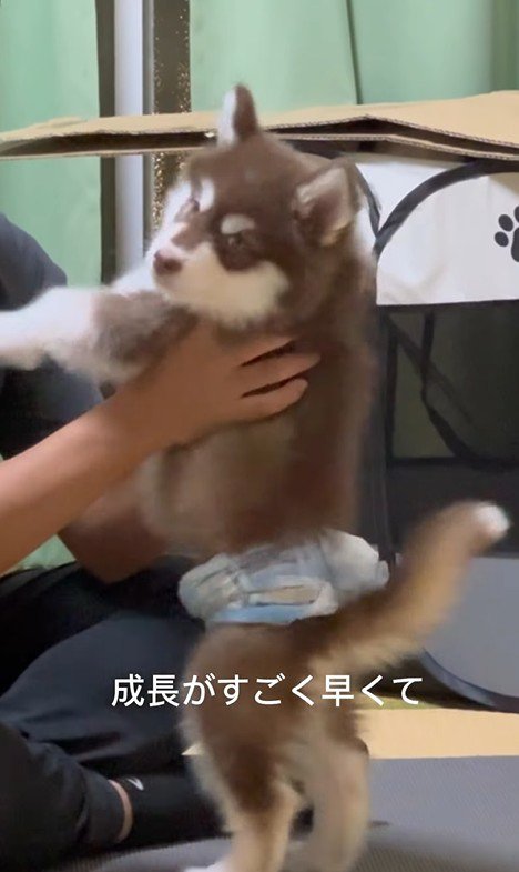 琥珀くんの成長記録5