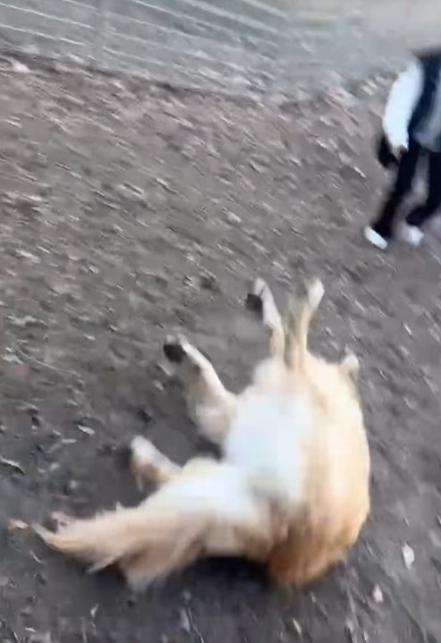 斜面を転がり落ちる大型犬