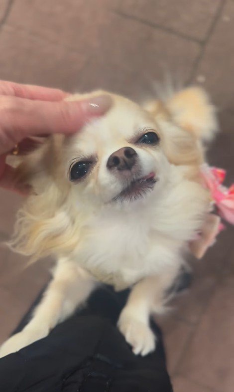 お迎えに来てくれたプティちゃん6