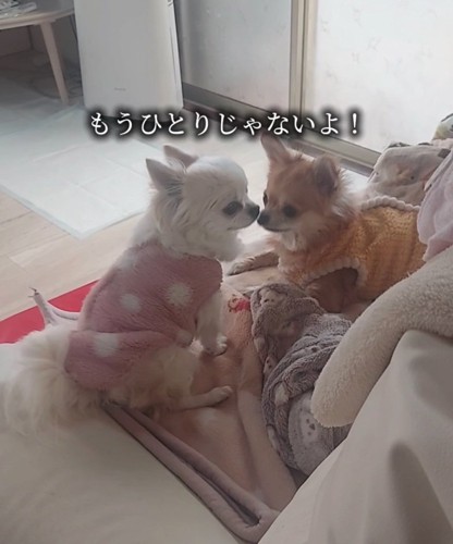 2匹の犬