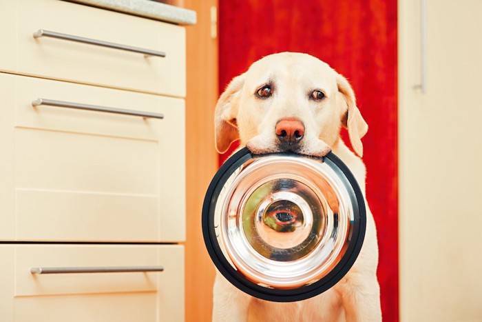 食器を咥えて座っている犬