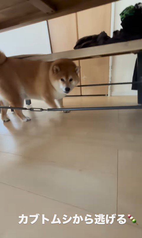 カブトムシを見た時のだんごちゃん4