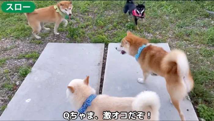 遠巻きに白い犬を見つめる茶色い犬