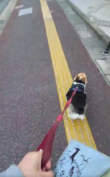 動物病院が見えると…