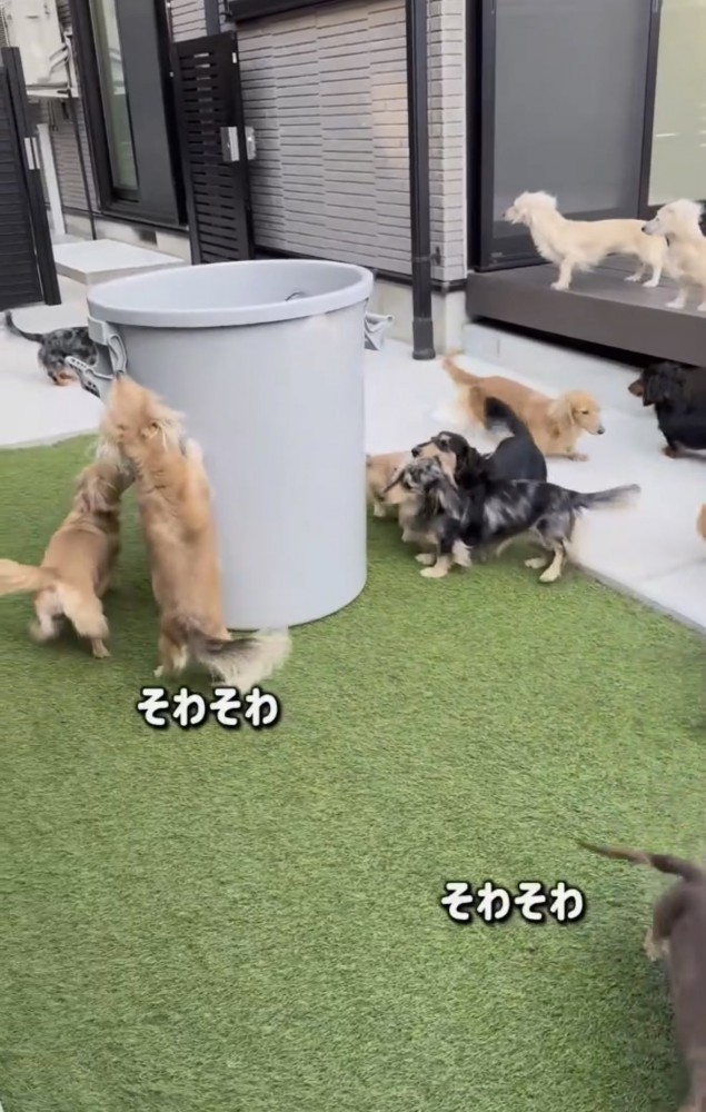 バケツを覗こうとする犬たち