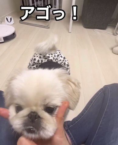 飼い主の手に顎を乗せるペキニーズ