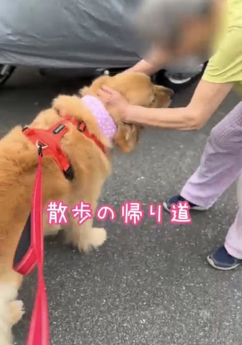 おばちゃんに撫でられる犬