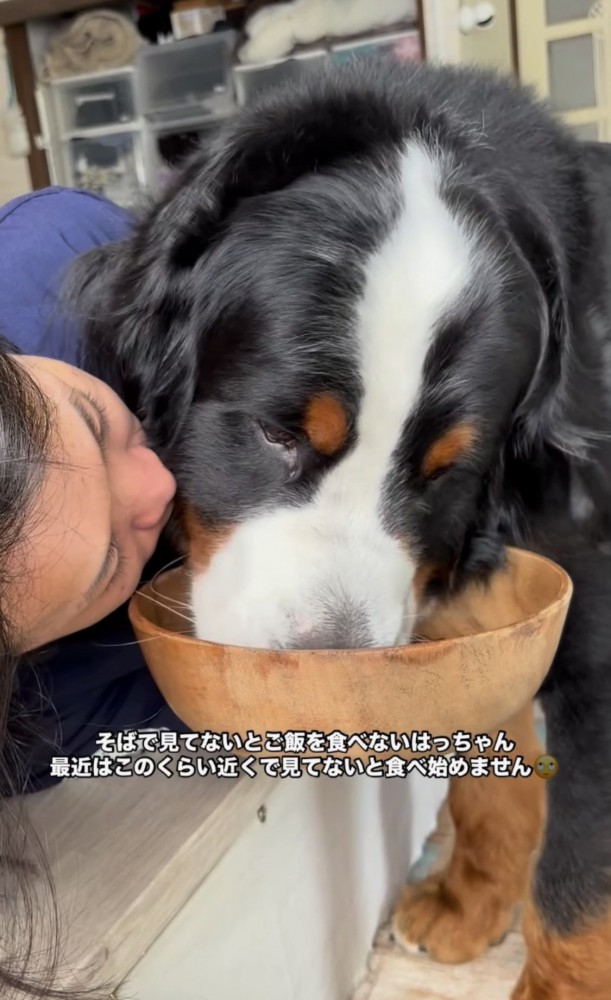 食事中の犬に近づく飼い主