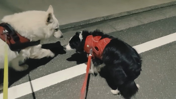 ラッキーちゃんを預かった時のBJ くん2