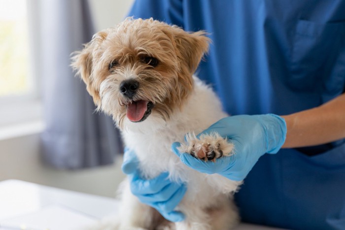 獣医師に前足を触診されている犬