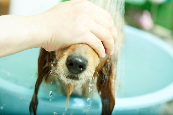 目を隠されてシャワーで濡らされる犬