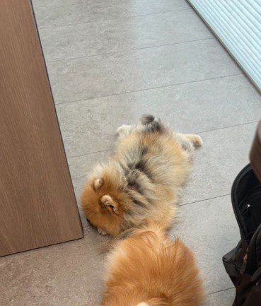 ソイちゃんの姿が…