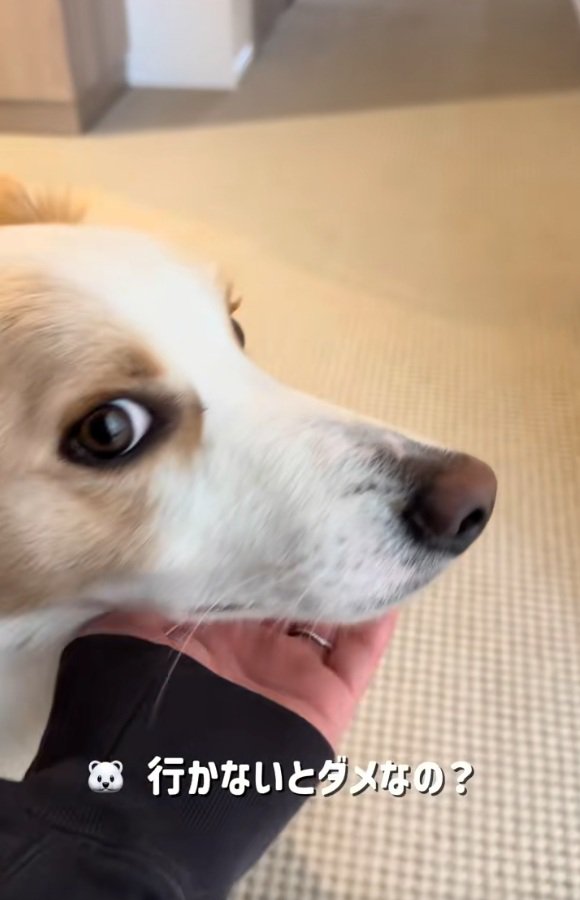 飼い主さんに訴えるソラくん