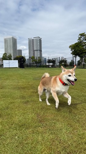 お外で元気いっぱいのおまめちゃん