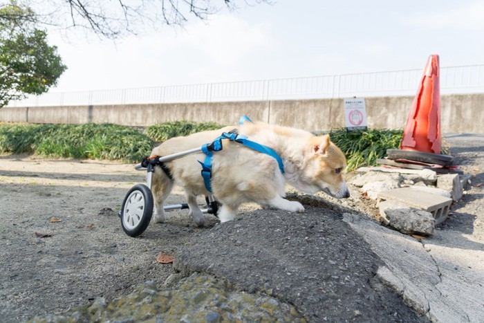 車椅子とコーギー