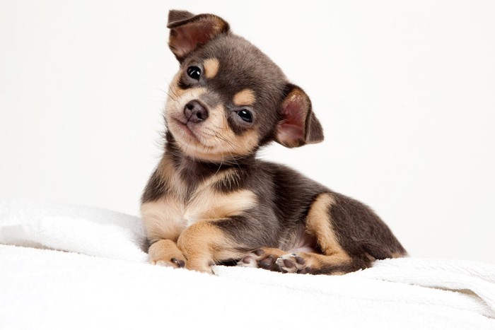 首を傾げている垂れ耳のチワワの子犬