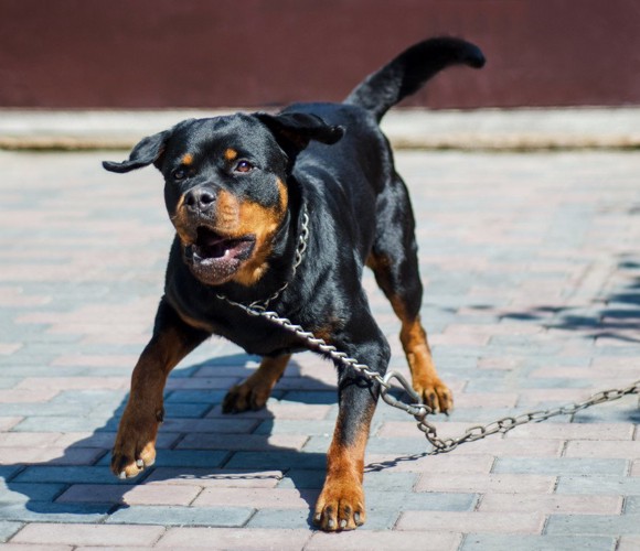 吠えている犬