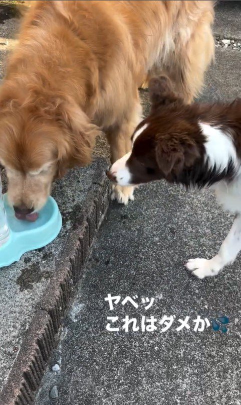水を飲もうと割り込むるた君5