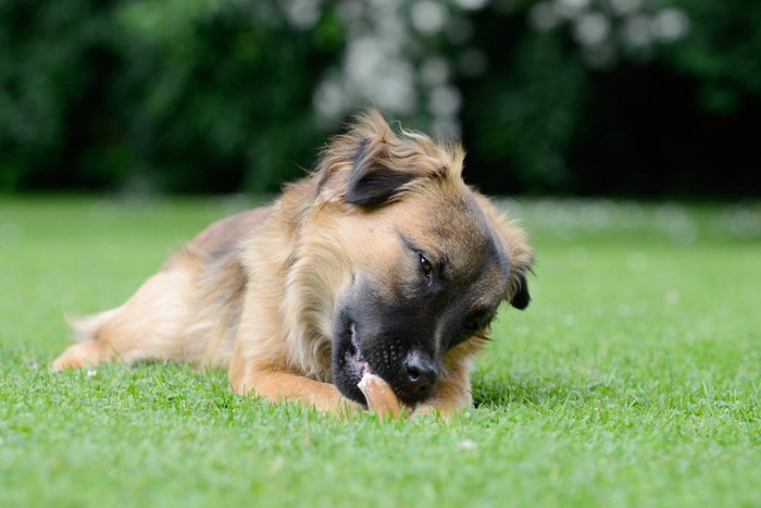 何かを食べる犬