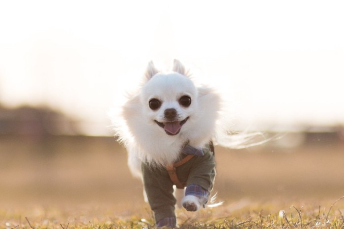 駆け寄ってくる犬