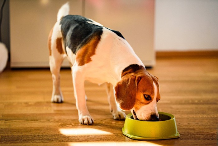 フードボウルからフードを食べる犬