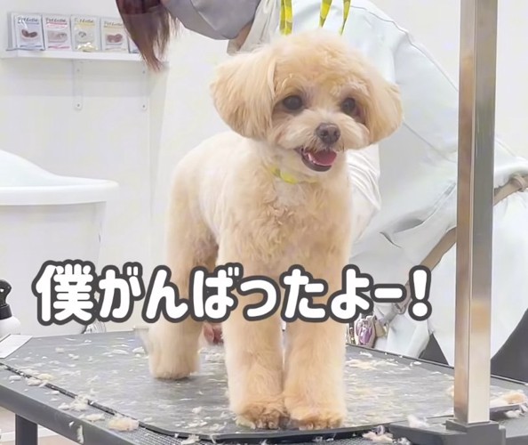 カットが終わった犬