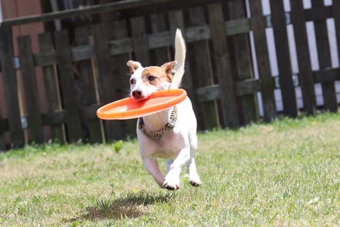 ドッグランで走り回って遊ぶ犬