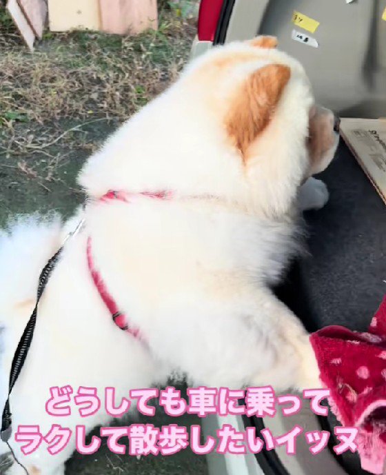 「車でお散歩に行きたい！」