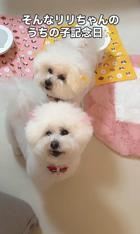 リリーちゃんの変化9