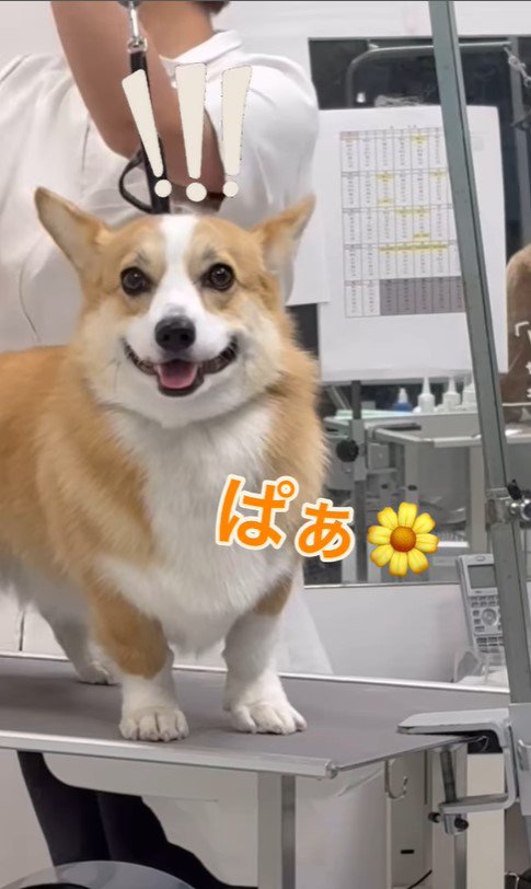 飼い主さんを発見したうにちゃん7