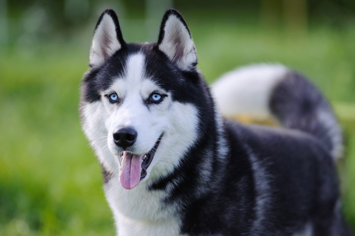 目がブルーの犬