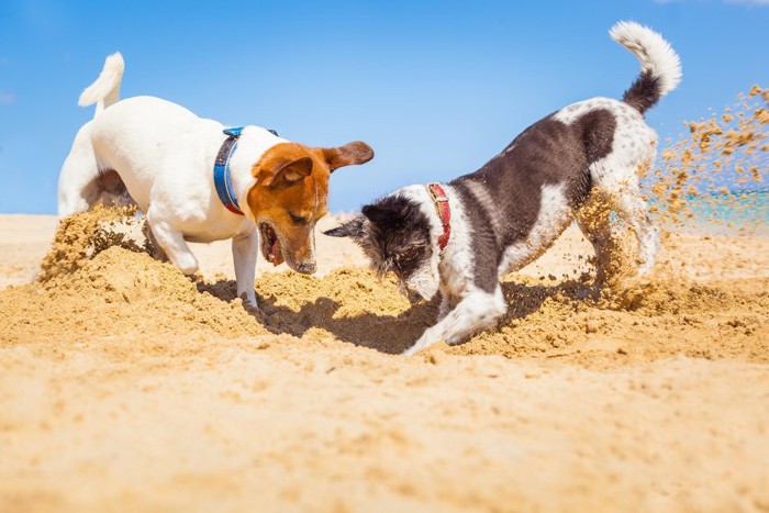 砂浜を掘る2匹の犬