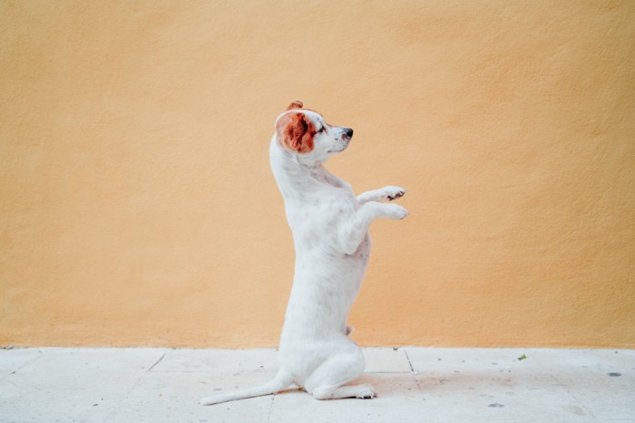 少し立ち上がる犬