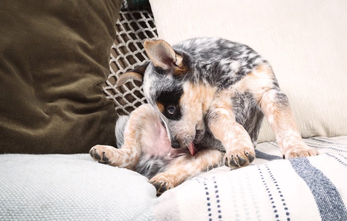 ソファーの上で陰部を舐める子犬