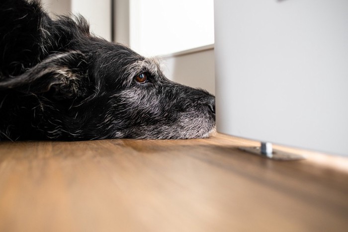 ストレスを感じている犬