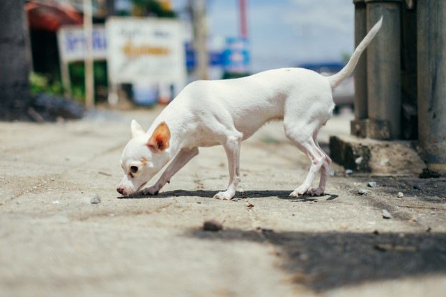 オシッコを辿っている犬