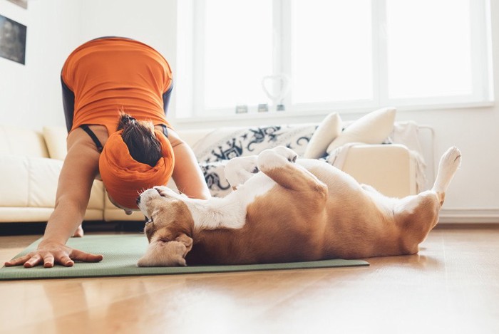 148832028 ヨガをする飼い主のそばに仰向けになる犬