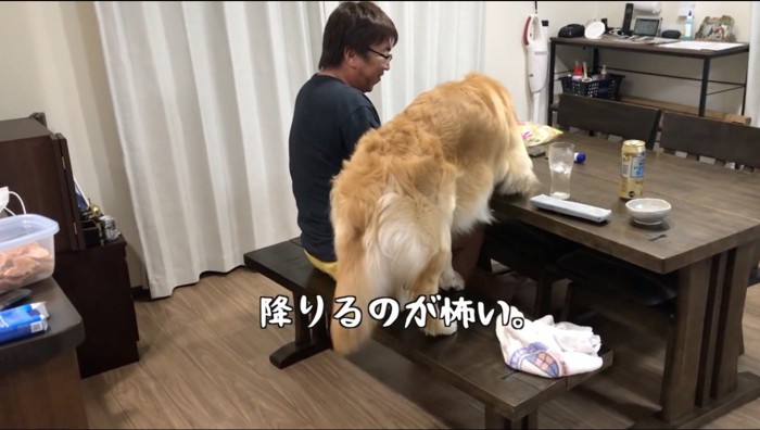 椅子の上で震えながらテーブルに前足をつく犬