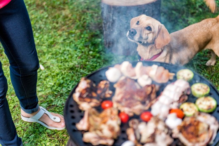 BBQを覗く犬