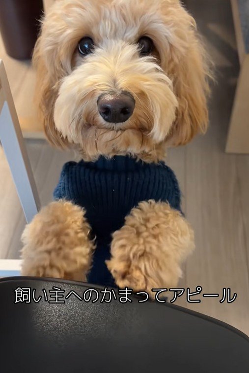 アルくんの構ってアピール