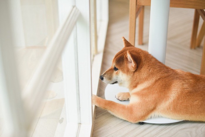 窓の外を見ている柴犬