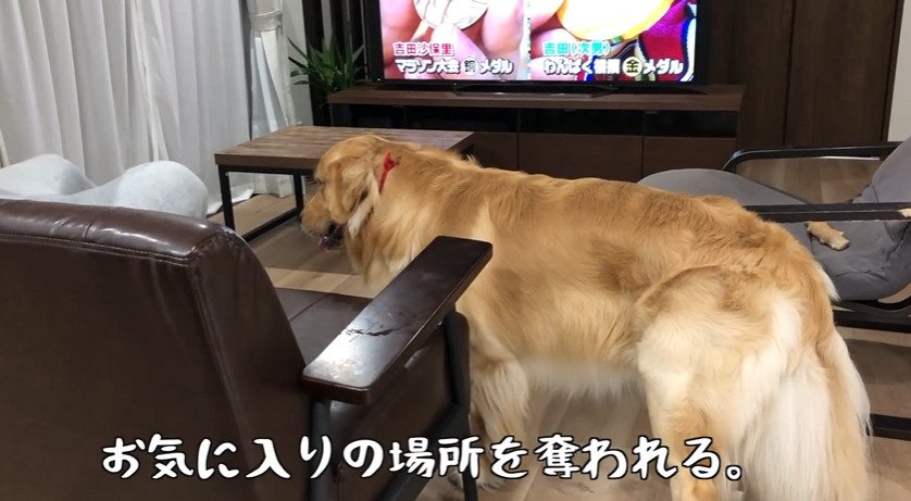 飼い主を見る犬