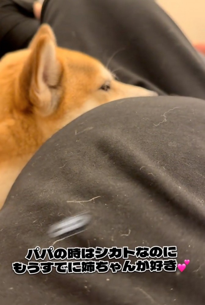 お腹に寄り添う柴犬