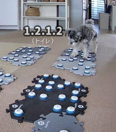 「トイレ」の会話ボタンを押す犬