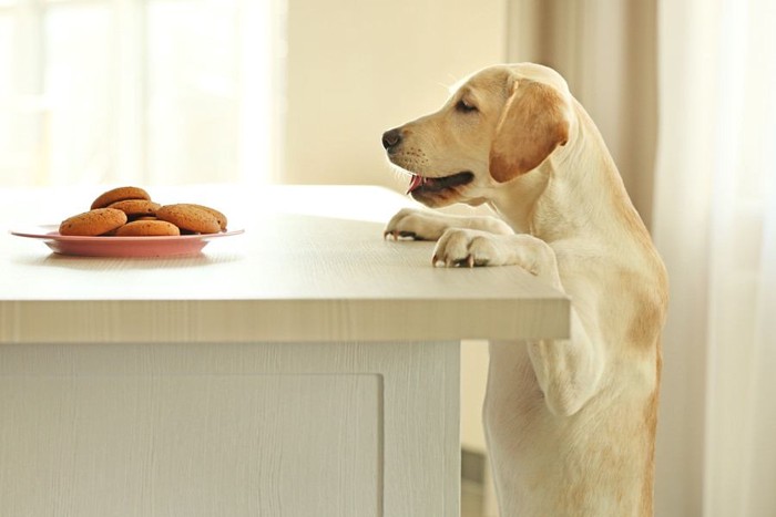 テーブル上のクッキーを見る犬